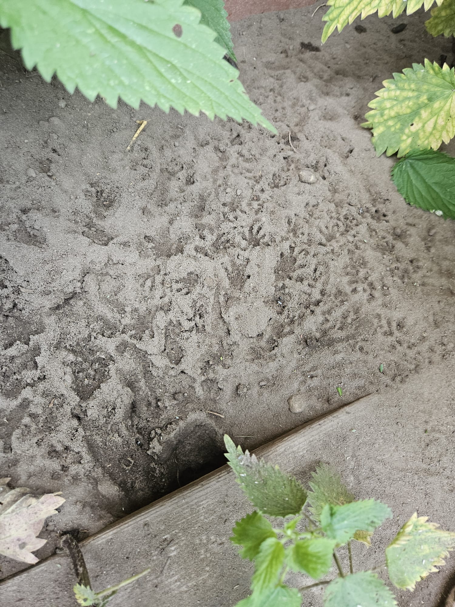 Wanderratten-Spuren im Garten