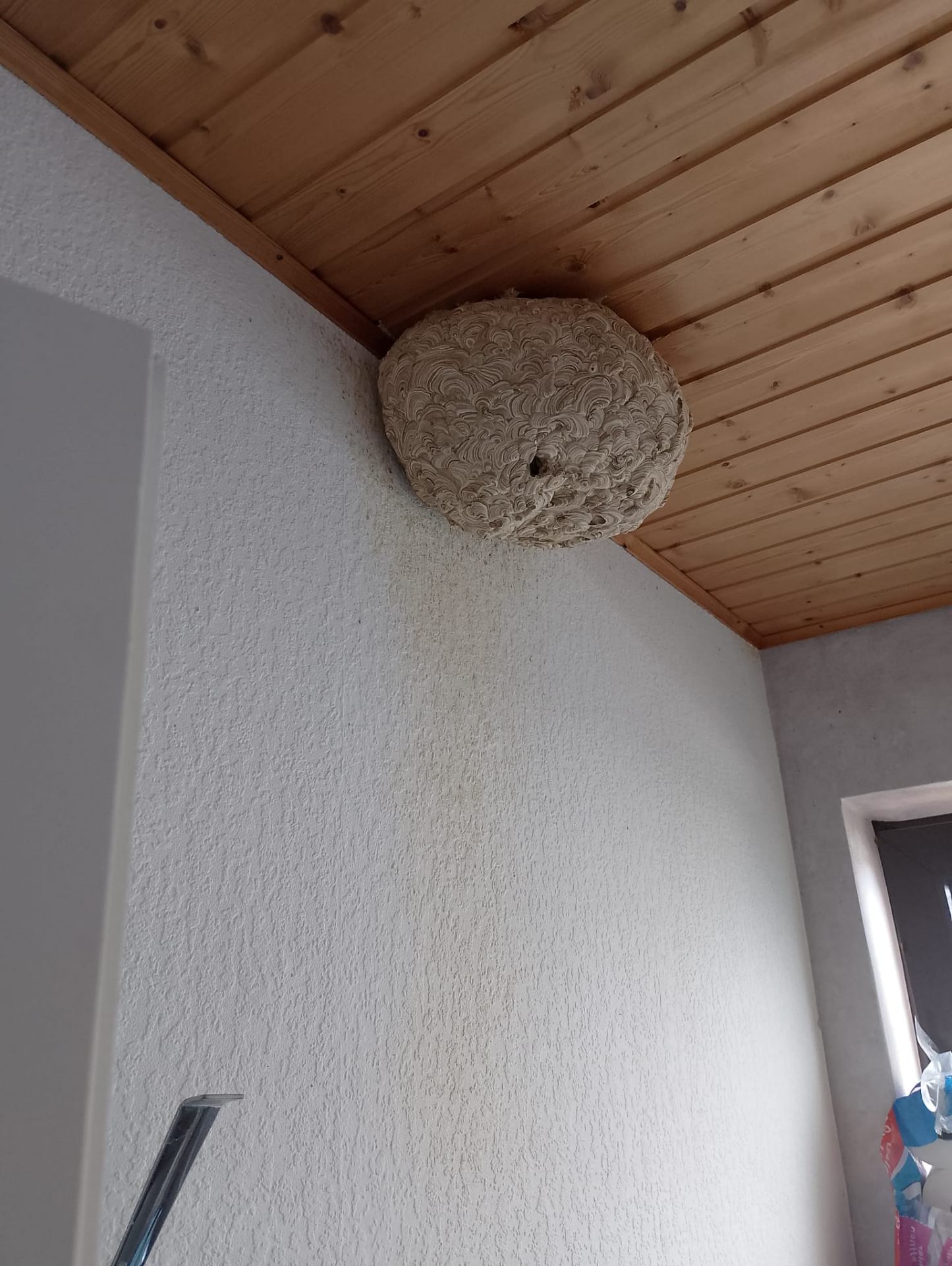Wespennest unter der Zimmerdecke