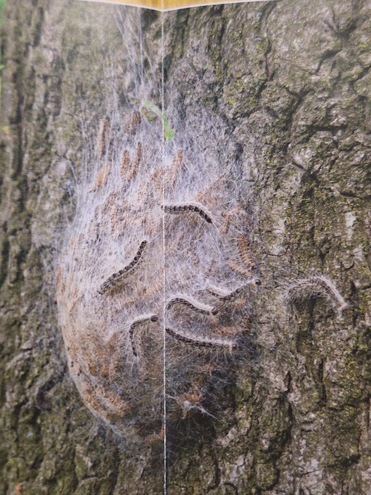 Eichenprozessionsspinner-Nest